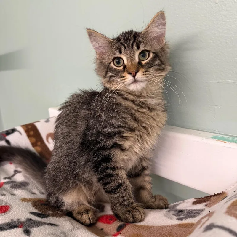 A baby small-sized male Gray / Blue / Silver Domestic Medium Hair cat named Hereford for adoption in Pittsford, VT