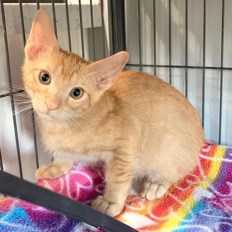 A baby small-sized male Orange / Red Domestic Short Hair cat named Nickelodeon for adoption in Bradenton, FL
