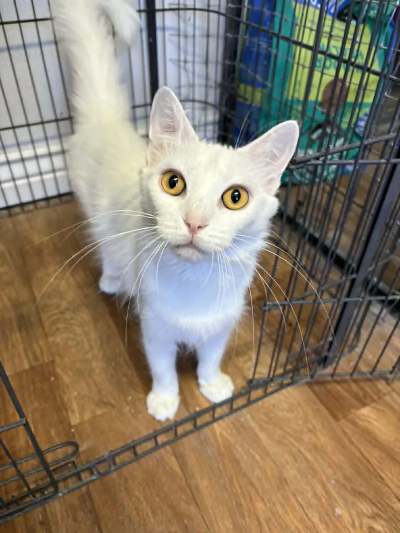 An adult medium-sized female White Turkish Angora cat named Cherry for adoption in St. George, UT