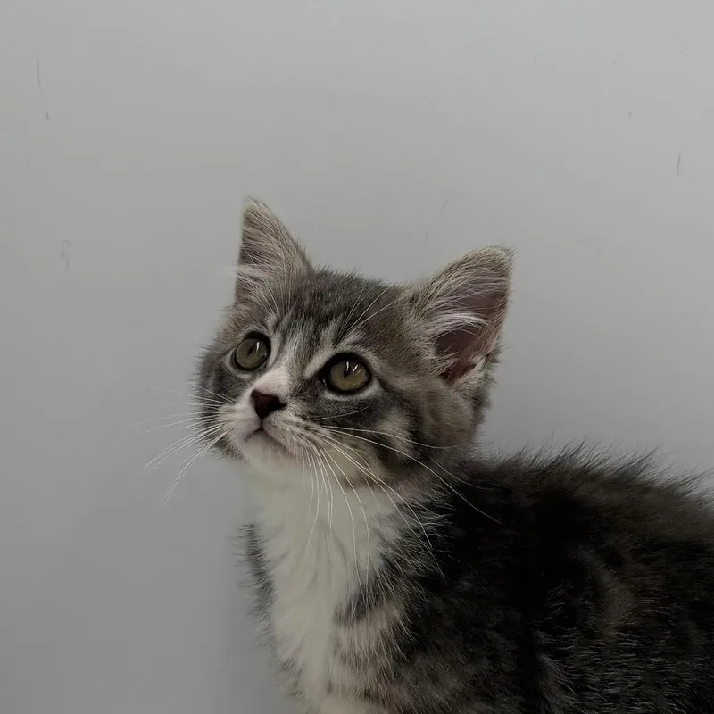A baby medium-sized female Domestic Short Hair cat named Ask Your Mother for adoption in State College, PA