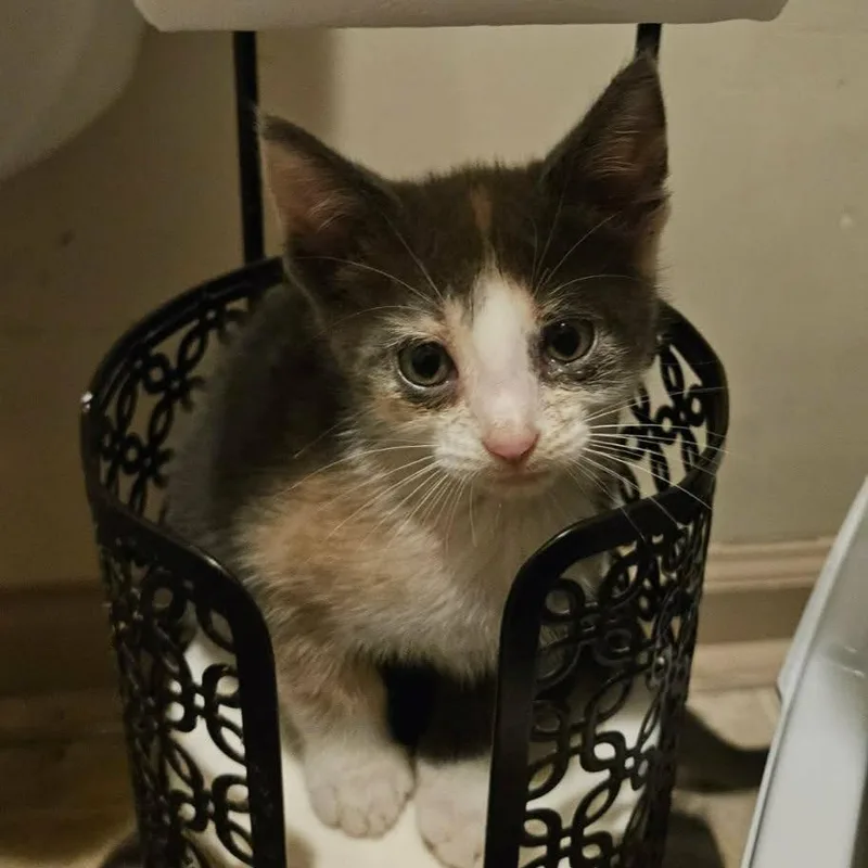 A baby small-sized female Calico Domestic Short Hair cat named Disco Diva for adoption in Ridgely, MD