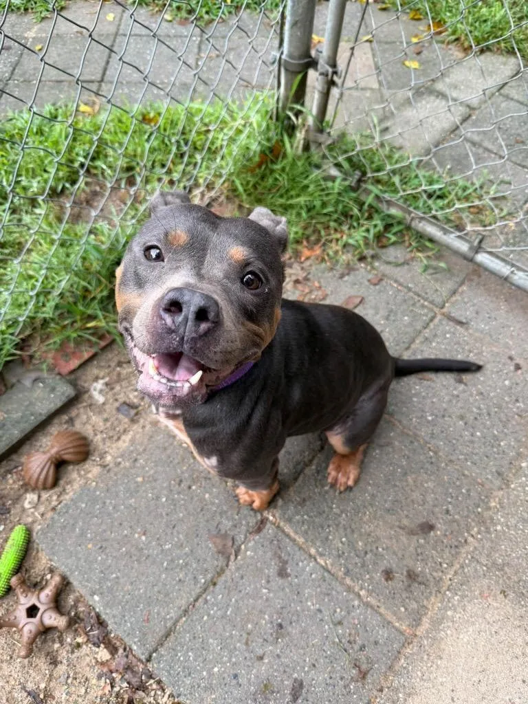 An adult medium-sized female Mixed Breed dog named Twinkie for adoption in Hampton, VA