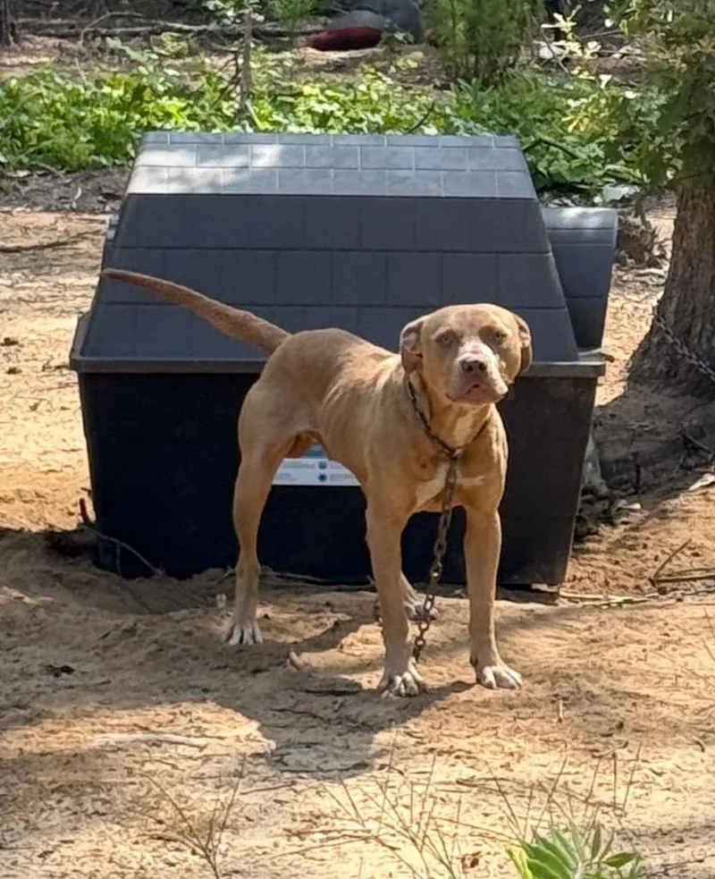 A young medium-sized male Pit Bull Terrier dog named Simba for adoption in Effingham, SC
