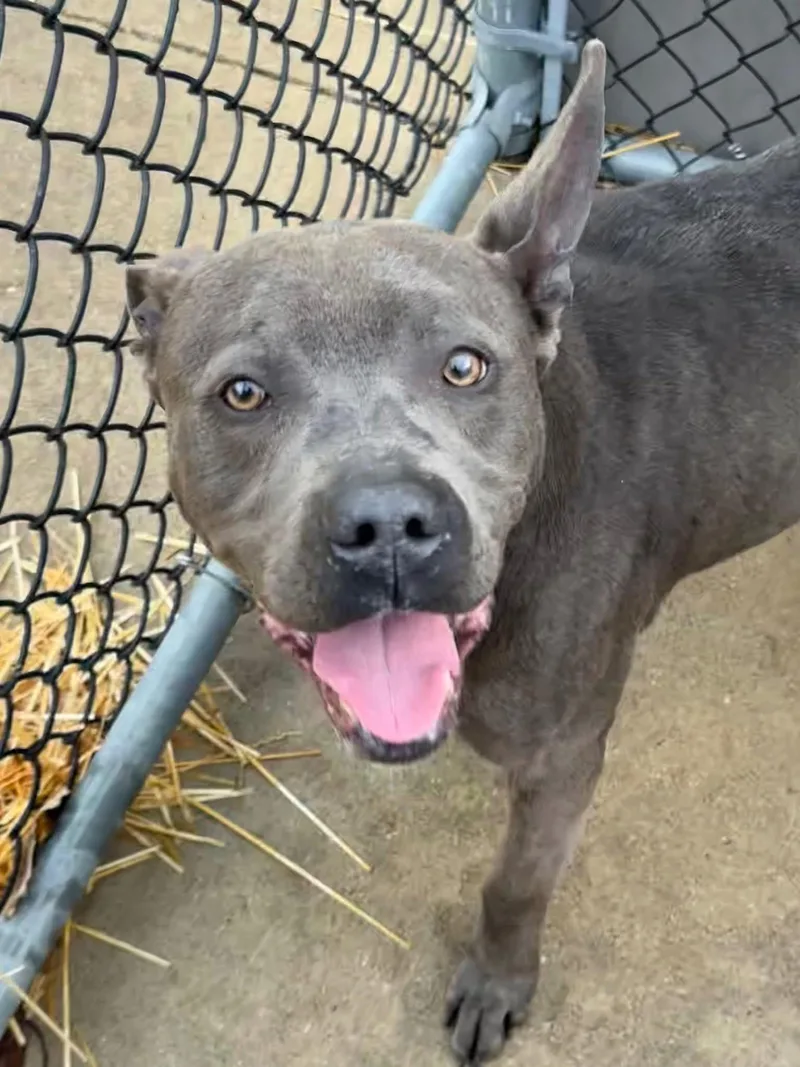 An adult medium-sized male Gray / Blue / Silver Pit Bull Terrier dog named Signal for adoption in Chicago, IL