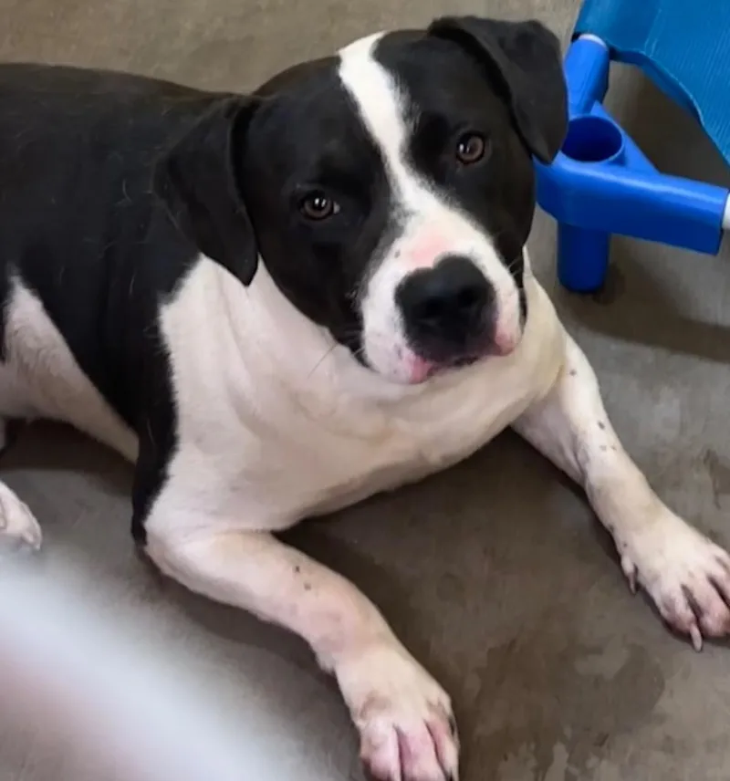 A young large-sized male Pit Bull Terrier dog named Holston for adoption in Elizabethton, TN