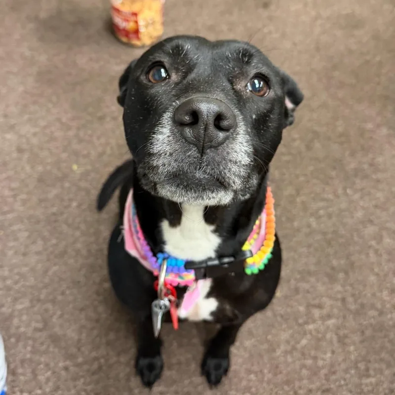 A senior medium-sized female Black Labrador Retriever dog named Susie two C for adoption in Oklahoma City, OK