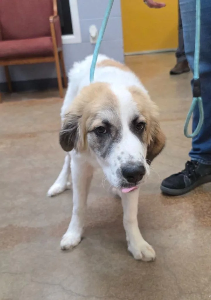A baby large-sized female Anatolian Shepherd dog named Piper for adoption in Brownwood, TX