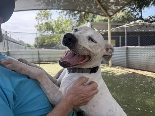 An adult large-sized female Mixed Breed dog named Fusilli for adoption in Austin, TX