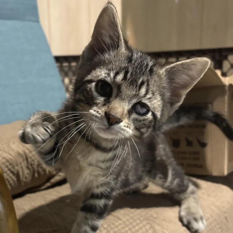 A baby medium-sized male Tabby (Tiger Striped) Domestic Short Hair cat named Parmesan for adoption in Joliet, IL