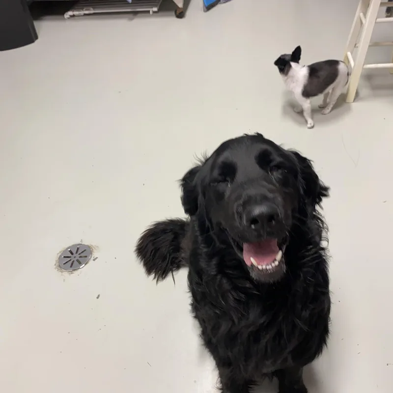 A young medium-sized male Black Golden Retriever dog named Milo for adoption in Hartford, KY