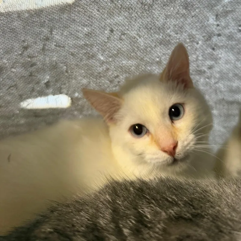 A baby small-sized male Domestic Short Hair cat named Avalon for adoption in Spanish Fork, UT