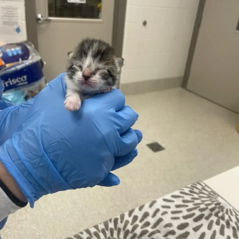 A baby small-sized male Brown / Chocolate Domestic Short Hair cat named Frog for adoption in South Haven, MI