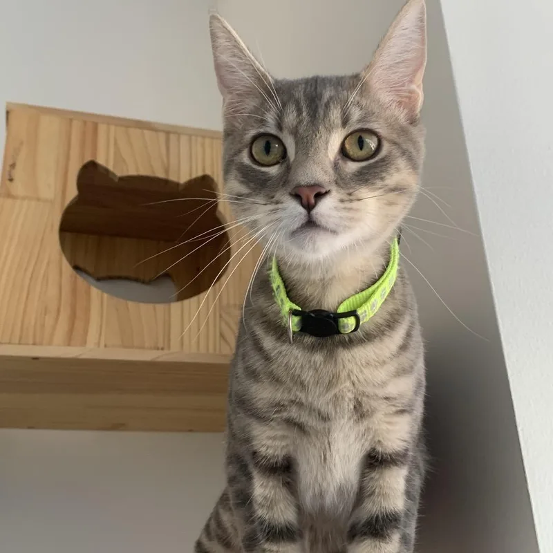 A young medium-sized male Domestic Short Hair cat named Eli for adoption in Redwood City, CA