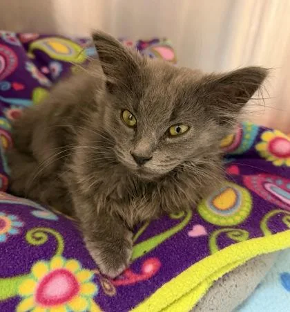 A baby small-sized female Domestic Long Hair cat named Periwinkle for adoption in Westland, MI