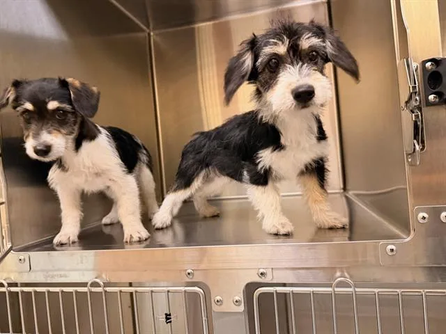 A baby small-sized female Schnauzer dog named Madison for adoption in Tustin, CA