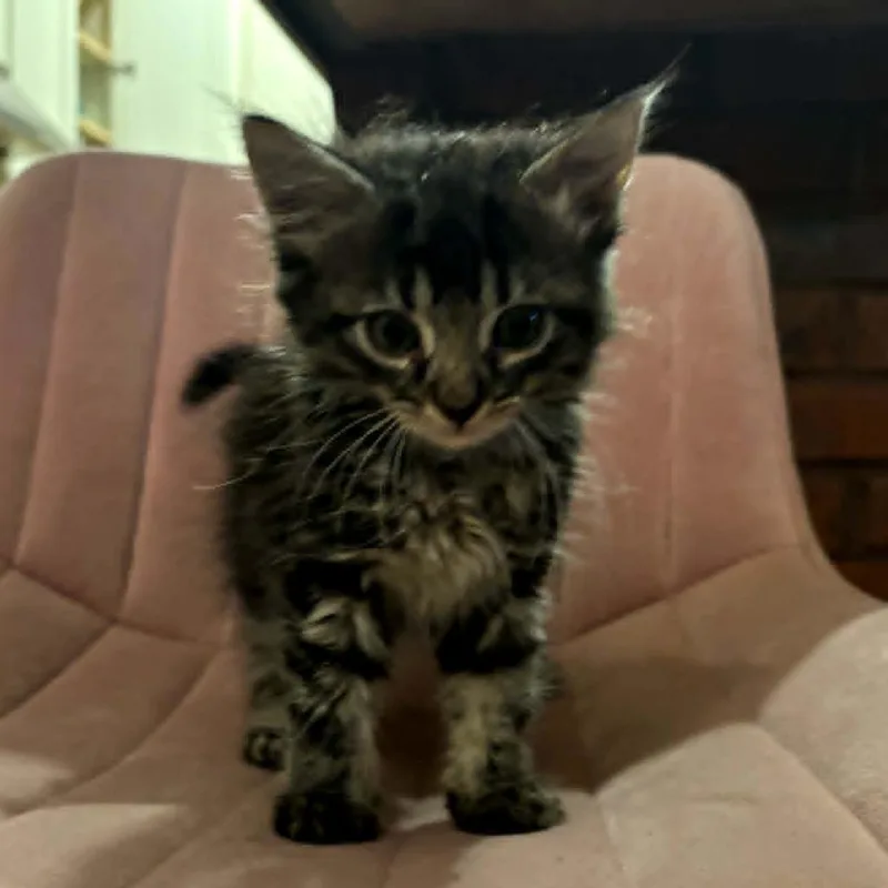 A baby small-sized female Gray / Blue / Silver Domestic Short Hair cat named Jenna for adoption in Wilmington, DE