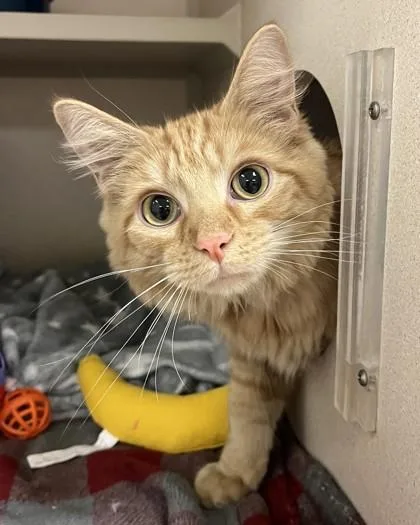 A young small-sized male Domestic Medium Hair cat named Randall for adoption in Quakertown, PA