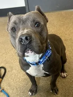 A young medium-sized male Gray / Blue / Silver Pit Bull Terrier dog named Gandalf for adoption in Cleveland, OH