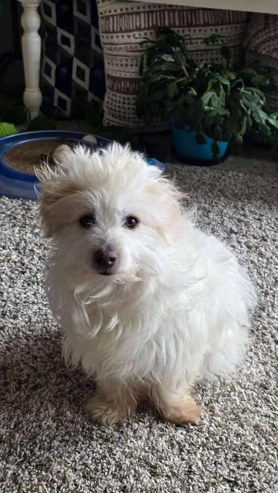 An adult small-sized male White / Cream Maltese dog named Shyloh for adoption in Aurora, CO