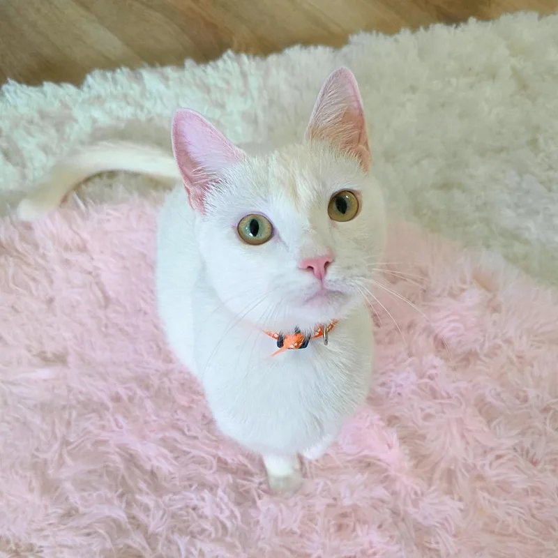 A young medium-sized female White Domestic Short Hair cat named Maple for adoption in New Orleans, LA