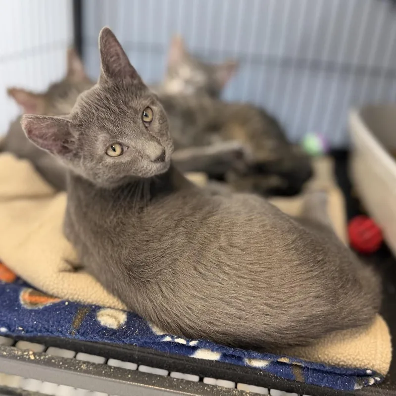 A baby small-sized female Domestic Short Hair cat named Winterberry for adoption in Portage, MI