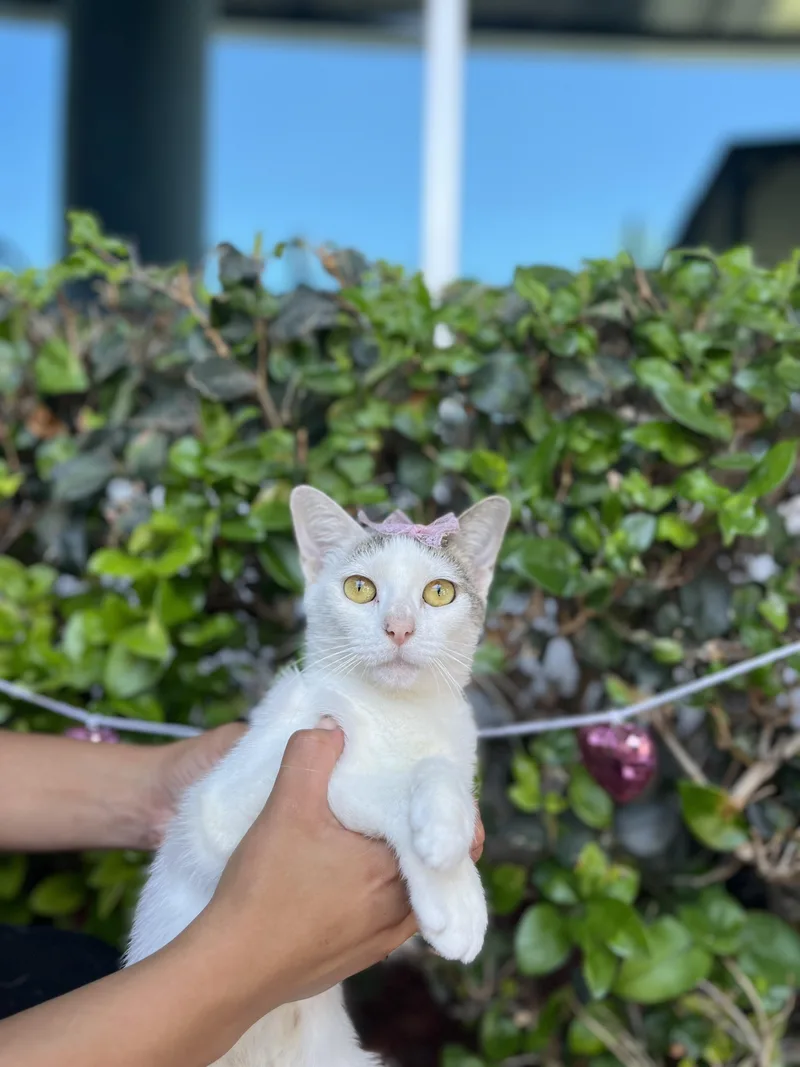 A young medium-sized female Gray & White Domestic Short Hair cat named Gracie for adoption in South El Monte, CA