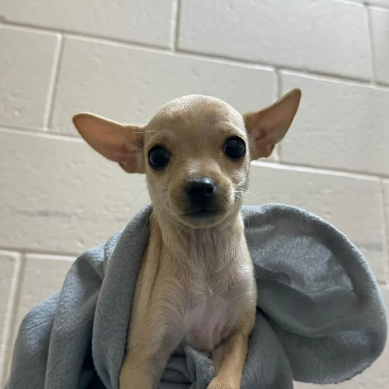 A baby small-sized female Yellow / Tan / Blond / Fawn Chihuahua dog named Lucy for adoption in Reno, NV