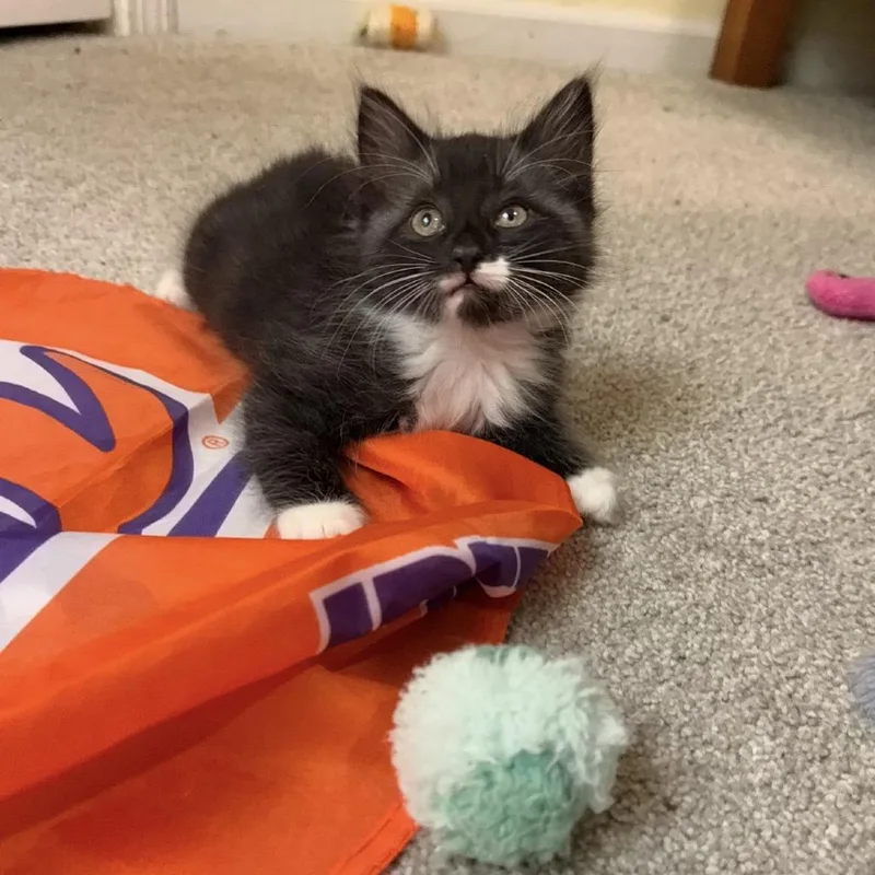 A baby small-sized female Black Domestic Long Hair cat named Pepsi for adoption in North Branford, CT