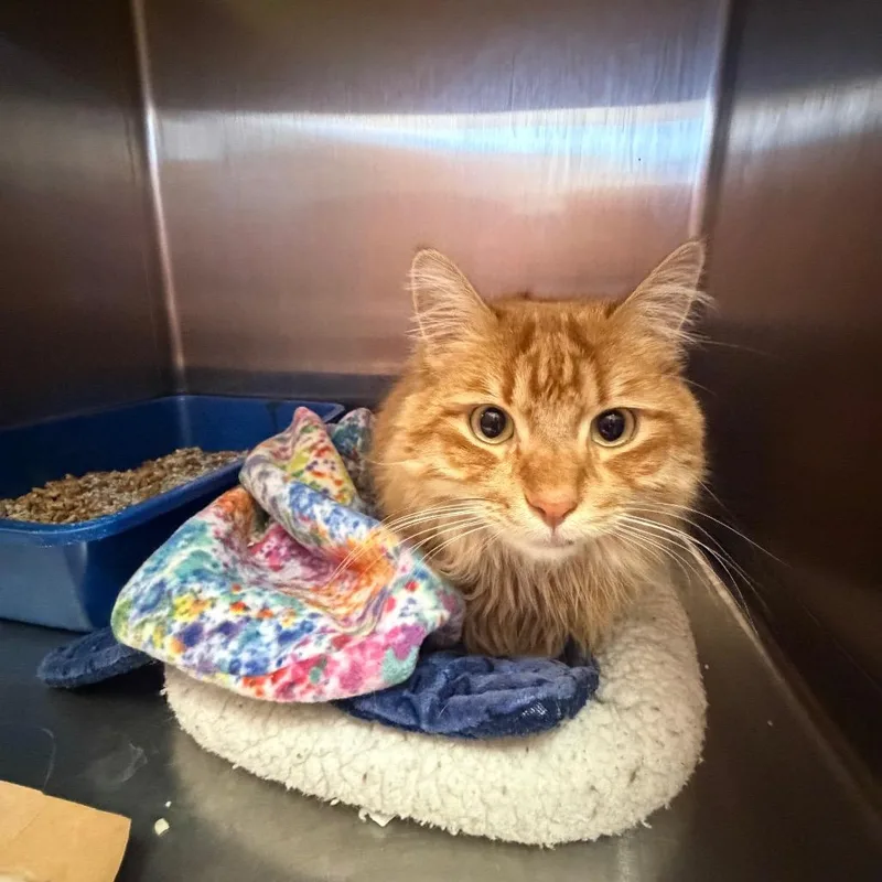 A senior extra large-sized female Black Domestic Short Hair cat named Pookie for adoption in Kanab, UT