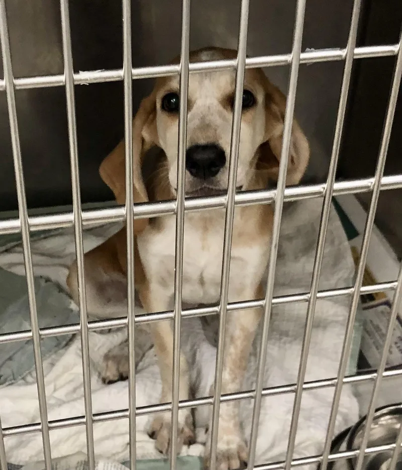 A baby medium-sized female White / Cream Hound dog named Mollie for adoption in Parma, OH