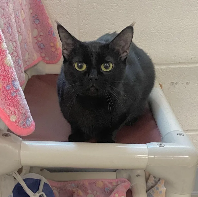 An adult small-sized female Black Domestic Short Hair cat named Omi for adoption in Alexandria, VA