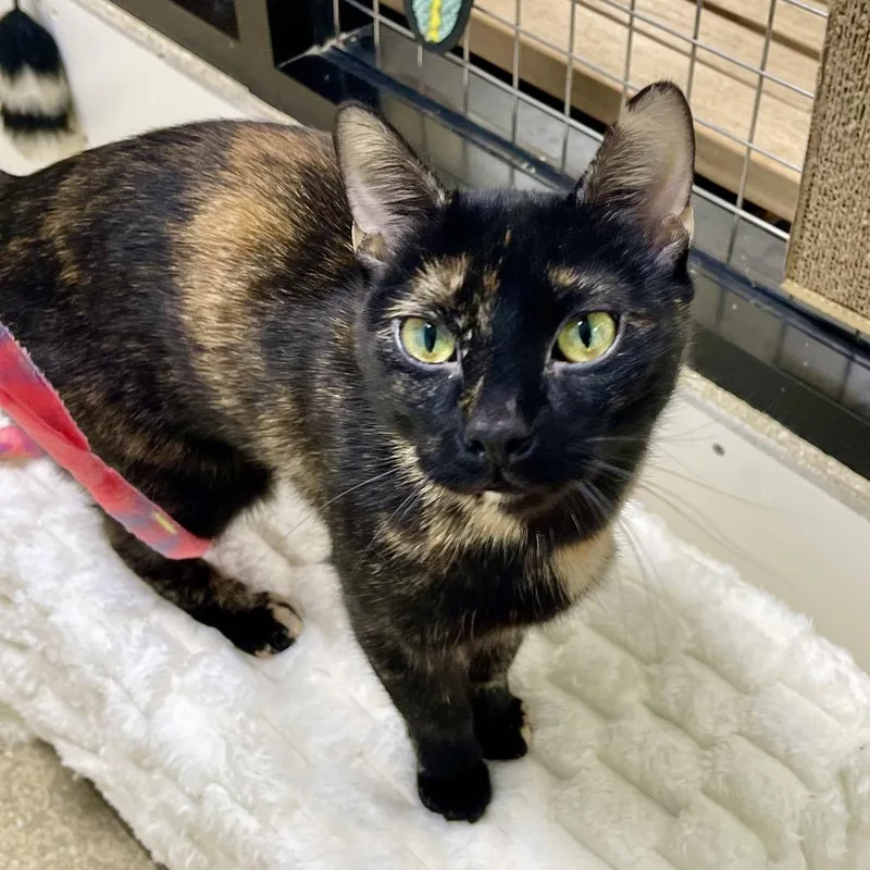 Gilberta thumbnail 2