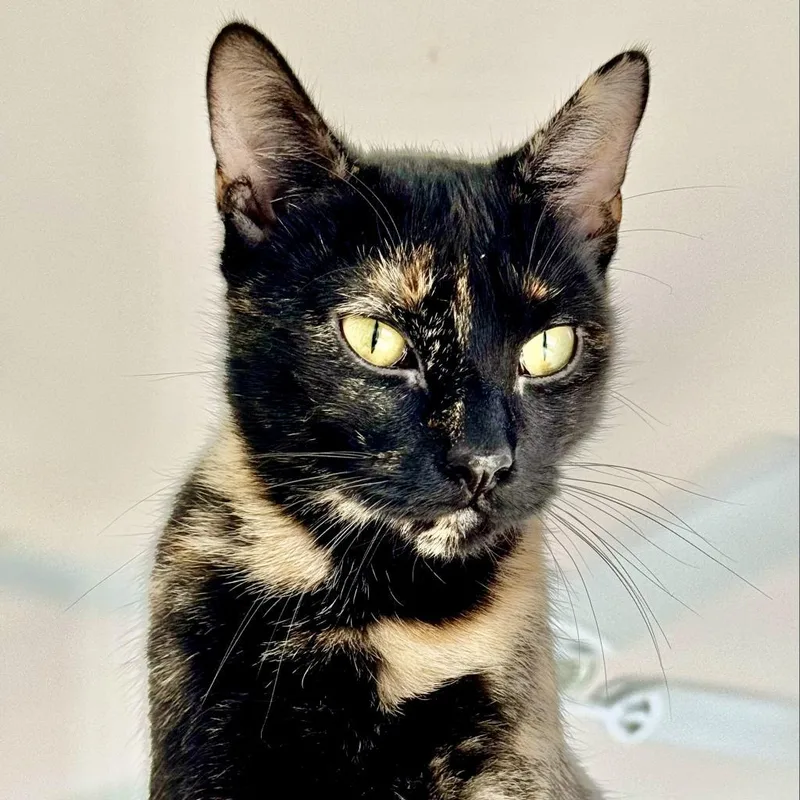 Gilberta thumbnail 3