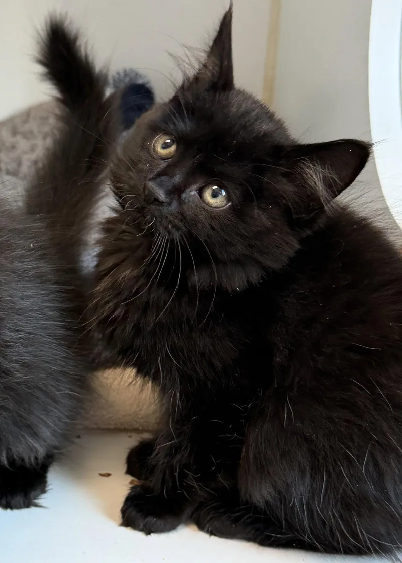 A baby small-sized female Black Domestic Medium Hair cat named Flux for adoption in Oakland, CA
