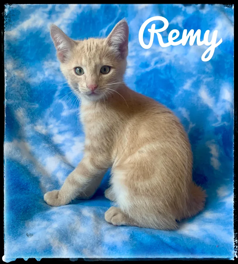 Remy