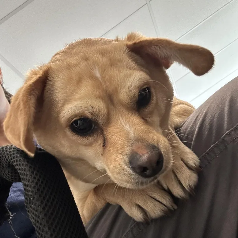 An adult small-sized male Yellow / Tan / Blond / Fawn Chihuahua dog named Frankie for adoption in Quakertown, PA