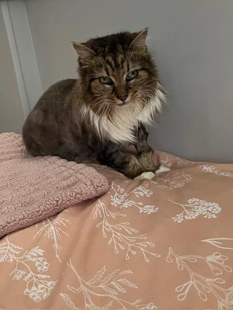 A senior large-sized female Domestic Medium Hair cat named Cleo for adoption in Portland, OR