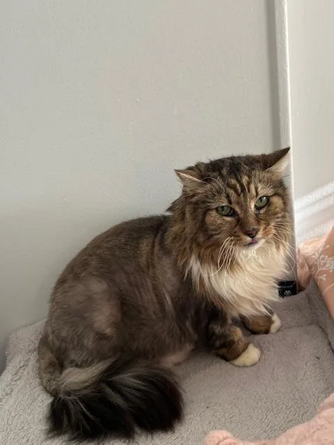 Cleo thumbnail 2