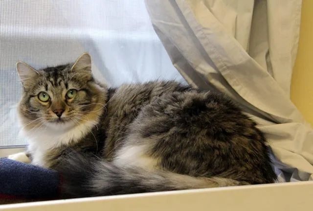 Cleo thumbnail 4