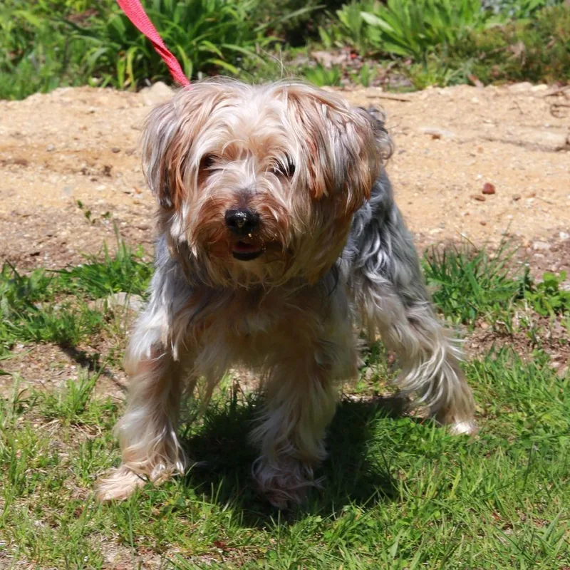 An adult small-sized male Gray / Blue / Silver Yorkshire Terrier dog named Ct Bridge for adoption in Stormville, NY