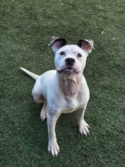 An adult medium-sized male Mixed Breed dog named Ollie for adoption in Lafayette, IN