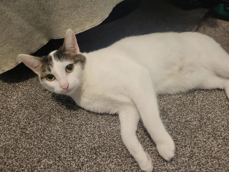 Cookie M. thumbnail 3