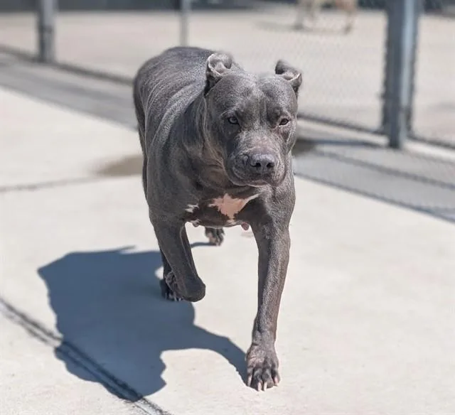 An adult large-sized female Pit Bull Terrier dog named Hydra for adoption in Denver, CO