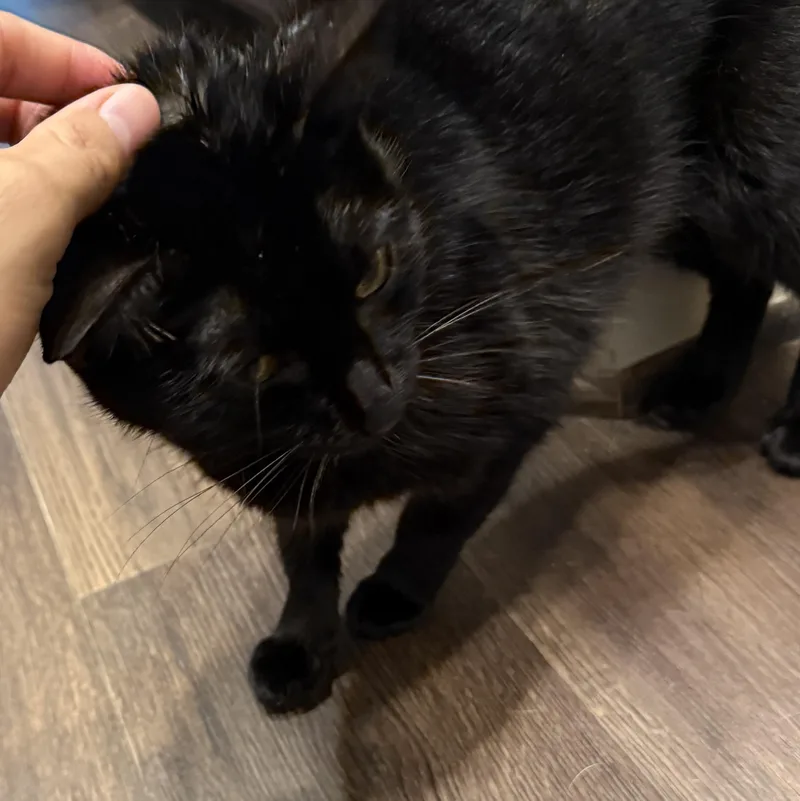 An adult medium-sized female Black Domestic Short Hair cat named Shuri for adoption in Houston, TX