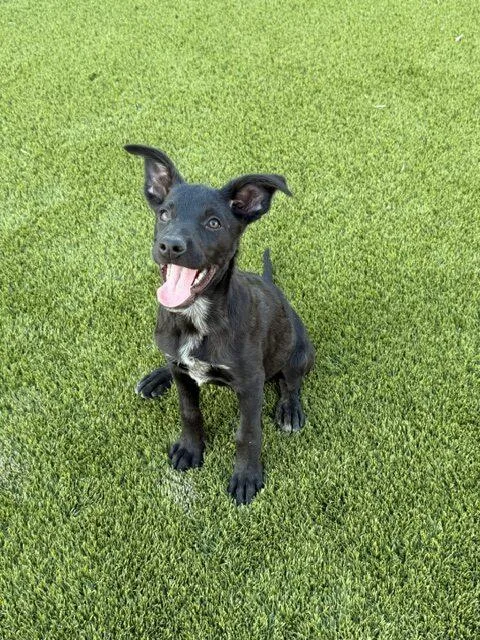 A baby medium-sized female Black Labrador Retriever dog named Brooklyn for adoption in Henderson, NV