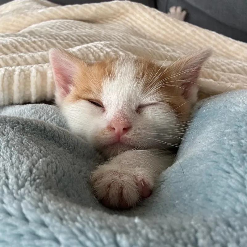 A baby small-sized male Orange / Red Domestic Short Hair cat named Zuko for adoption in Houston, TX