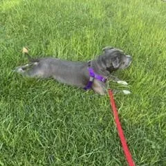 An adult medium-sized female Gray / Blue / Silver Pit Bull Terrier dog named Isla for adoption in Peotone, IL