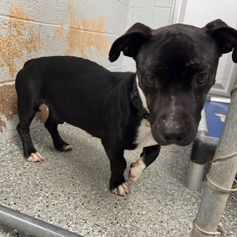 An adult medium-sized male Black Pit Bull Terrier dog named Pibble for adoption in Parkersburg, WV
