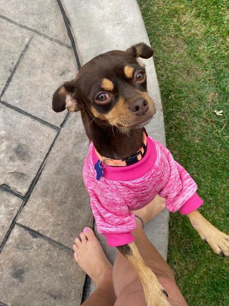 A young medium-sized female Terrier dog named Trixie for adoption in West Bloomfield, MI