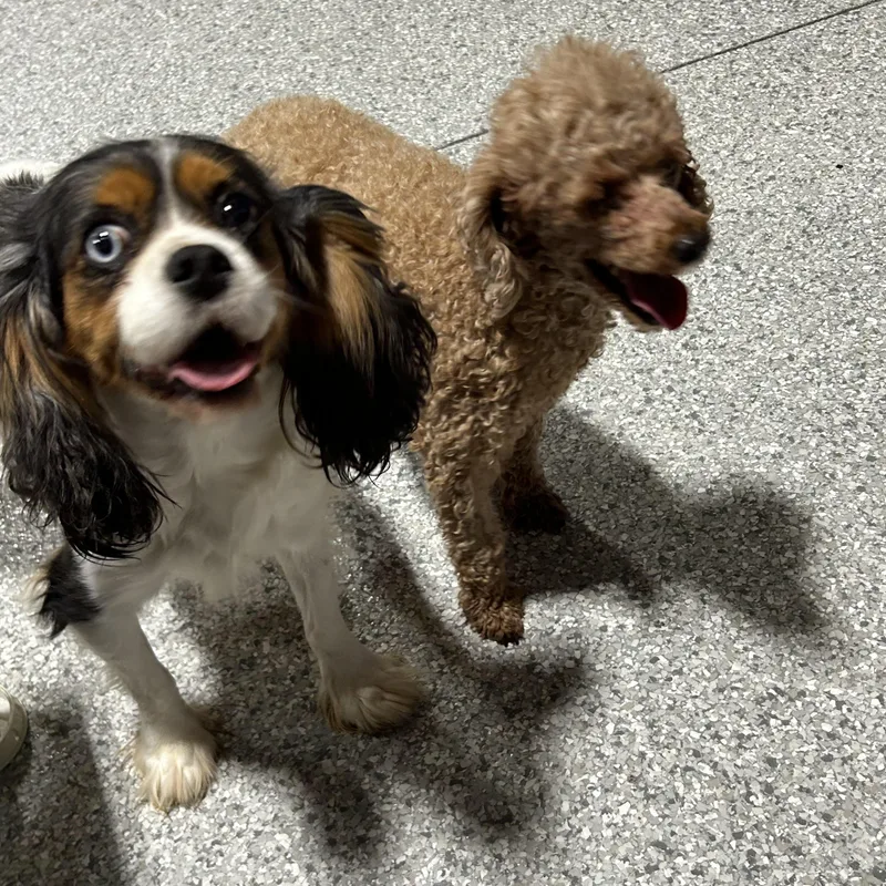 An adult small-sized female Cavalier King Charles Spaniel dog named Lilly  lbs for adoption in Antwerp, OH
